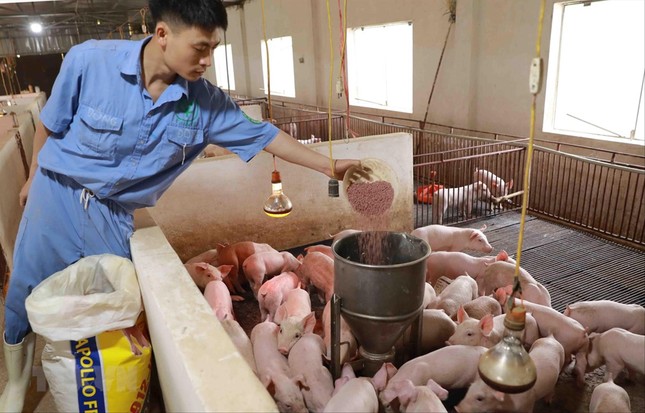 Sap Co Van Dieu Tiet Gia Thuc An Chan Nuoi